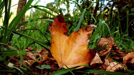 Autumn Leaves on a Forest Floor wallpaper