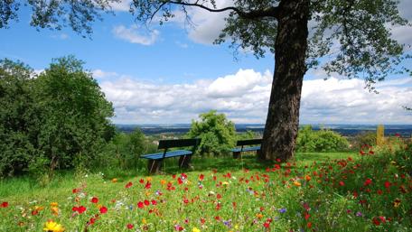 Summer Serenity in Blooming Park Landscape wallpaper