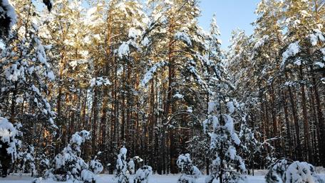 Snowy Forest Serenity in Nature’s Embrace wallpaper
