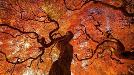 Autumn Canopy Blaze wallpaper