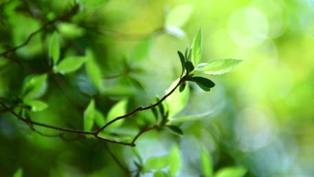 Gentle Green Foliage Wallpaper wallpaper