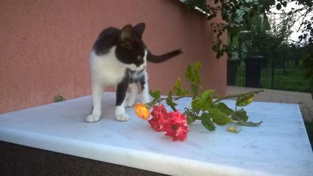 Playful Cat Among Vibrant Flowers wallpaper