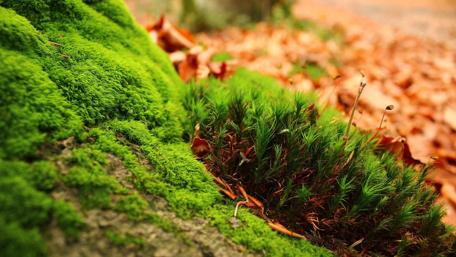 Lush Green Moss and Autumn Leaves Landscape wallpaper
