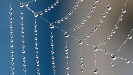Delicate Dew Drops on a Spider Web wallpaper