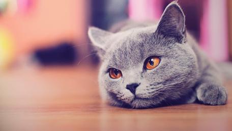 Charming Gray Cat Sleeping Calmly wallpaper
