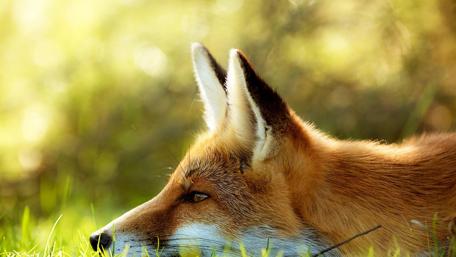 Serene Fox Relaxing in Nature wallpaper