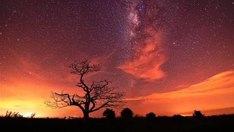 Tree silhouette under the Milkyway wallpaper