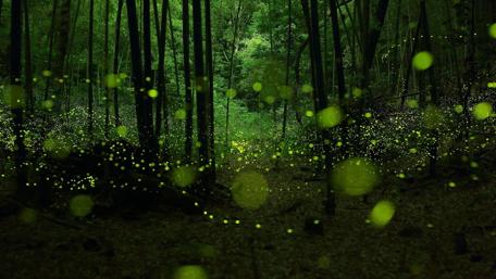 Enchanted Twilight Forest Lights wallpaper
