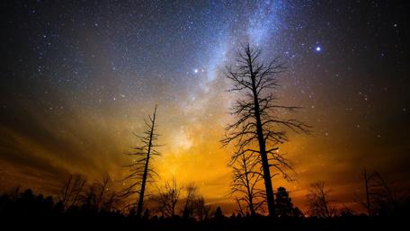 Starry Night Over Silhouetted Trees wallpaper