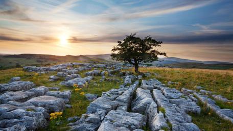 Tranquil Morning Landscape with Lone Tree and Stones wallpaper