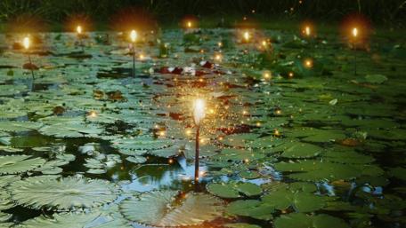Enchanting Water Lily Reflection in Twilight wallpaper