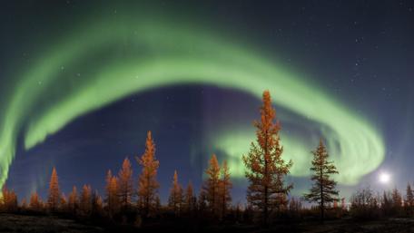 Majestic Aurora Borealis Dancing Over Trees wallpaper