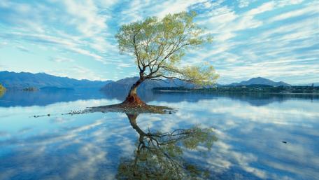 Tranquil Lake Reflection of a Solitary Tree wallpaper