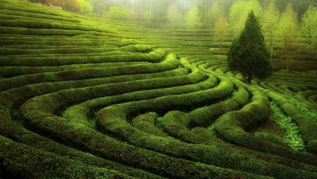 Green tea field wallpaper