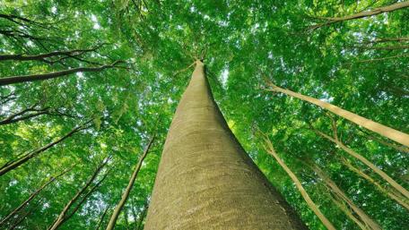 Majestic Canopy of Greenery Above Us wallpaper
