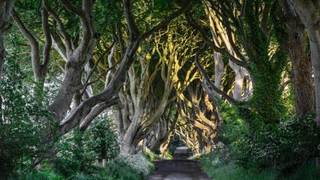 Enchanted Tree Tunnel Wallpaper wallpaper