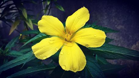Vibrant Yellow Flower with Dewy Petals wallpaper