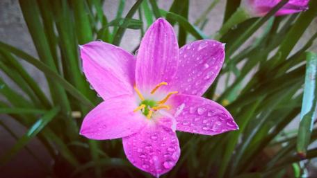 Vibrant Pink Bloom with Dewdrops on Petals wallpaper
