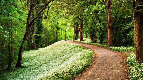 Serenity in Nature's Embrace wallpaper
