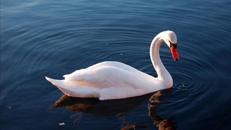 Elegant Swan Gliding on Water Surface wallpaper
