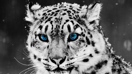 Majestic Snow Leopard in Monochrome wallpaper
