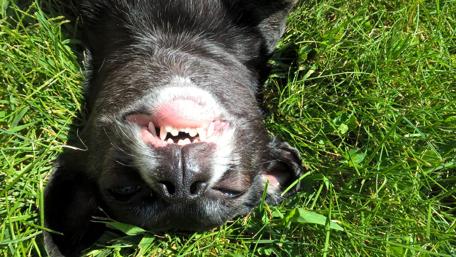 Playful Chihuahua Enjoying the Sunlight wallpaper