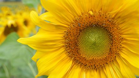 Sunlit Sunflower Symphony in the Grasslands wallpaper