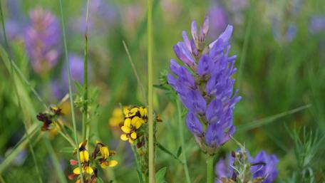 Vibrant Wildflower Meadow in China wallpaper