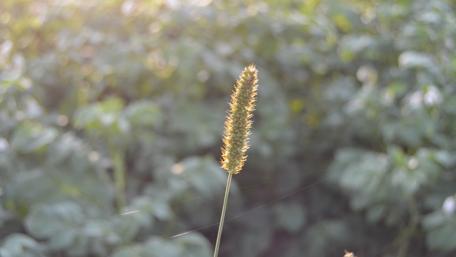 Golden Blades of Nature's Artistry wallpaper