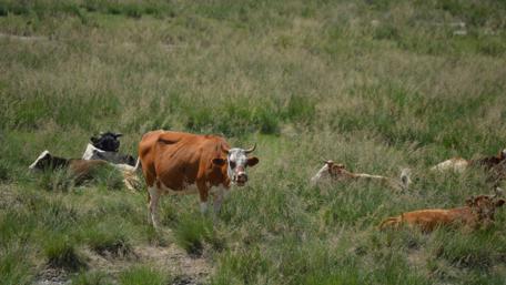 Majestic Cattle Grazing in Tranquil Fields wallpaper