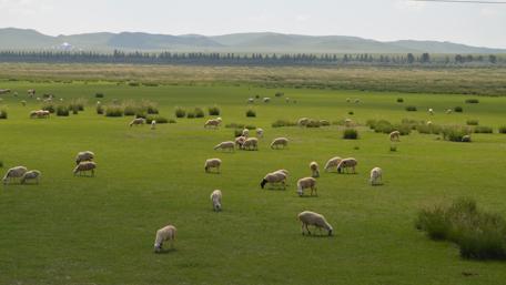 Sheep Grazing in Serene Mongolian Grassland wallpaper