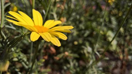 Bright Yellow Daisy in Summer Blooms wallpaper