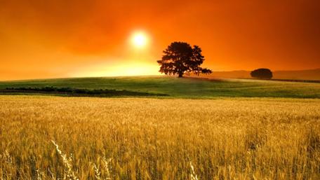 Golden Sunset Over Serene Fields wallpaper