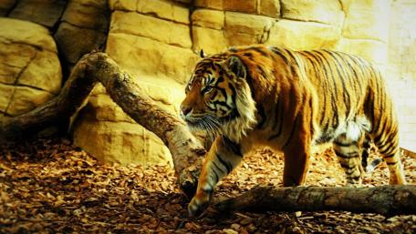 Majestic Stripes of the Tiger Walking Calmly Through Nature wallpaper