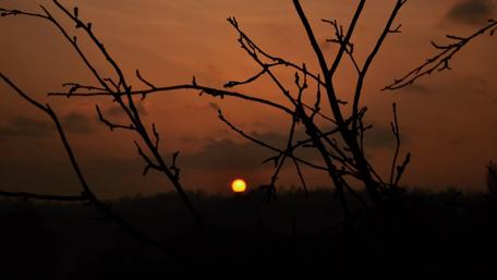 Serene Morning Sunrise Through Branches wallpaper