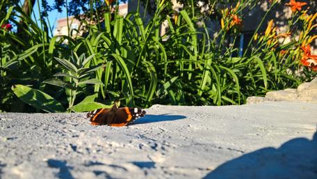 Vibrant Summer Butterfly on a Garden Pathway wallpaper
