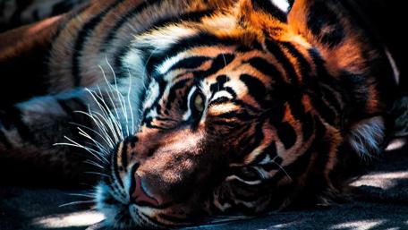 Restful Majesty of the Jungle wallpaper