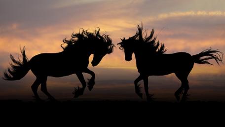 Majestic Horses in Silhouette at Sunset wallpaper