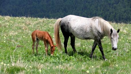 Graceful Horses in a Forest Clearing wallpaper