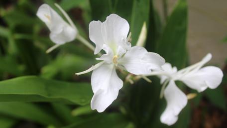 Elegant Jasmine Blooms with Butterfly Accents wallpaper