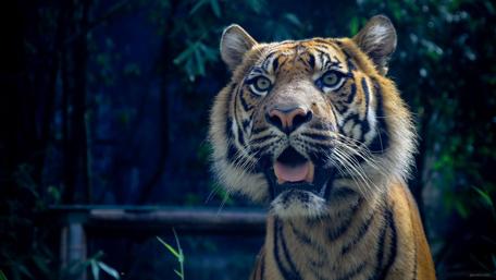 Majestic Tiger in HD Nature Scene wallpaper
