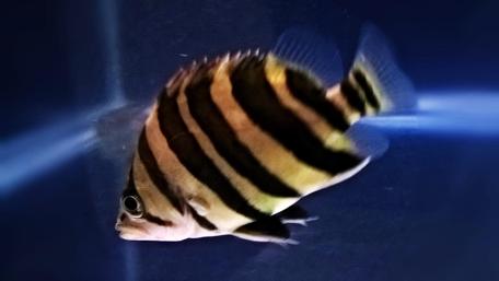 Colorful Striped Fish Swimming Gracefully in Water wallpaper