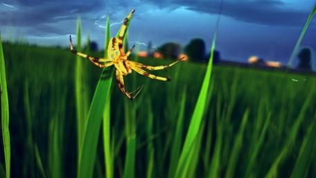 Vibrant Spider in a Lush Green Field wallpaper