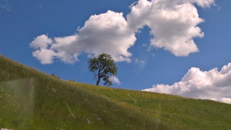 Serene Tree on Lush Hillside wallpaper