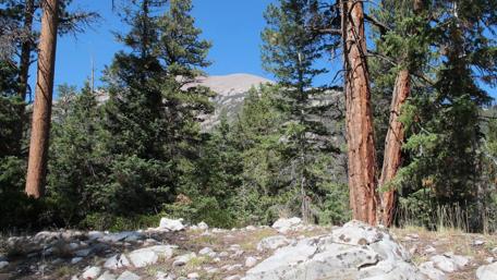 Majestic Forest Scene with Tall Trees and Rocks wallpaper