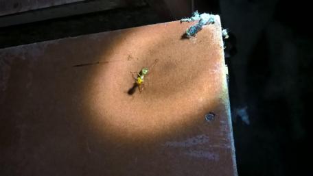 Mysterious Insect Under Spotlight wallpaper