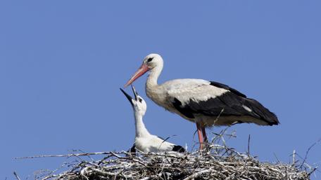 Nurturing Moments in Nature wallpaper