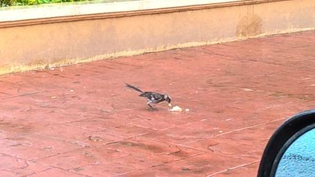 Curious Bird foraging on the Ground wallpaper