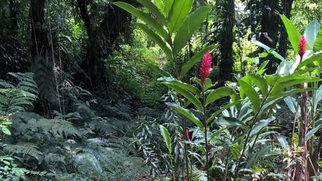 Vibrant Jungle Flora Awaits You wallpaper