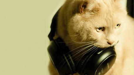 Cute Cat with Headphones for a Fun Vibe wallpaper